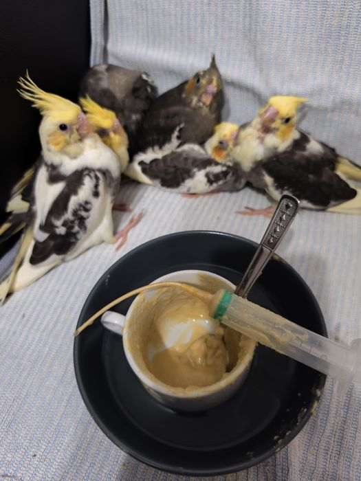 Dv puii de ninfă blînzi și jucăuși