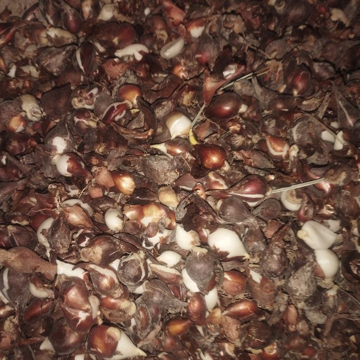 Лола пиёзи сотилади галан сорти гули котта бу́лади