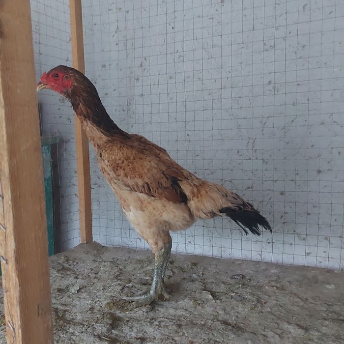 Ветнам корейц 1.5год крупный 4кг