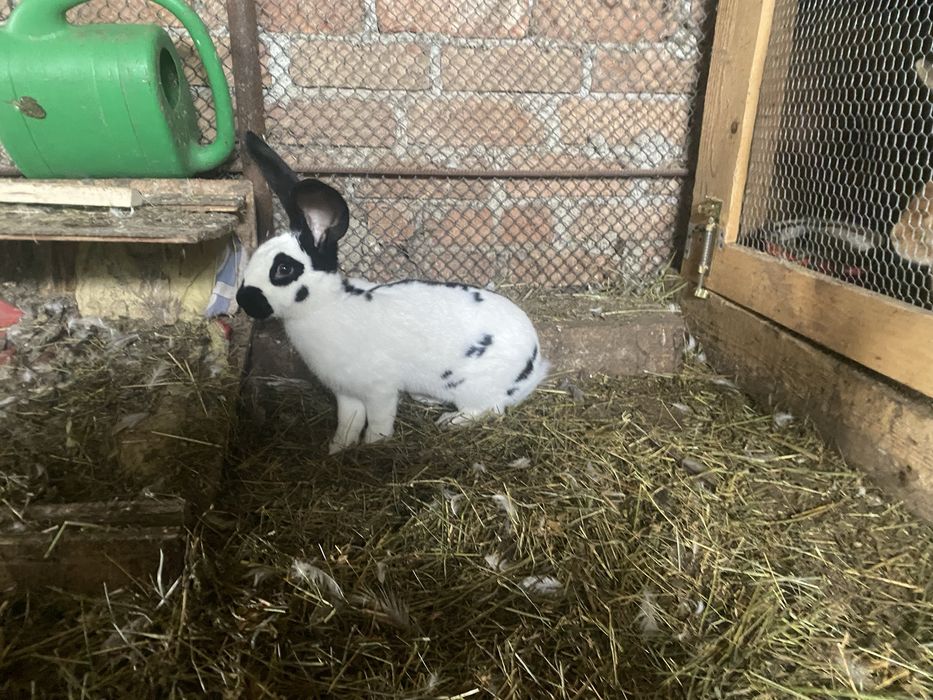 Vand femele fluture german si urias de transilvania si californian