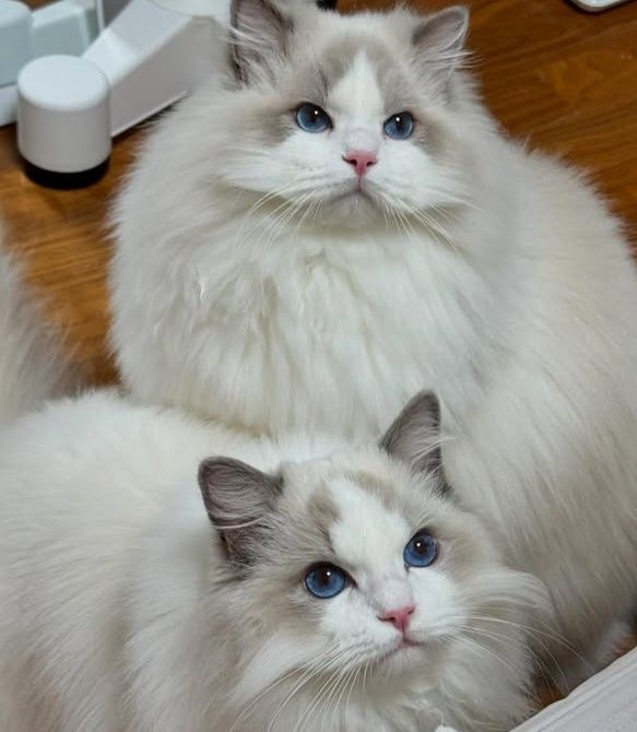 Привезные регдоллы !!