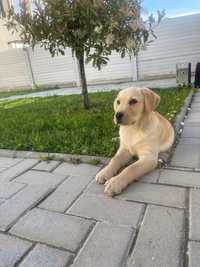 Pui labrador retriver