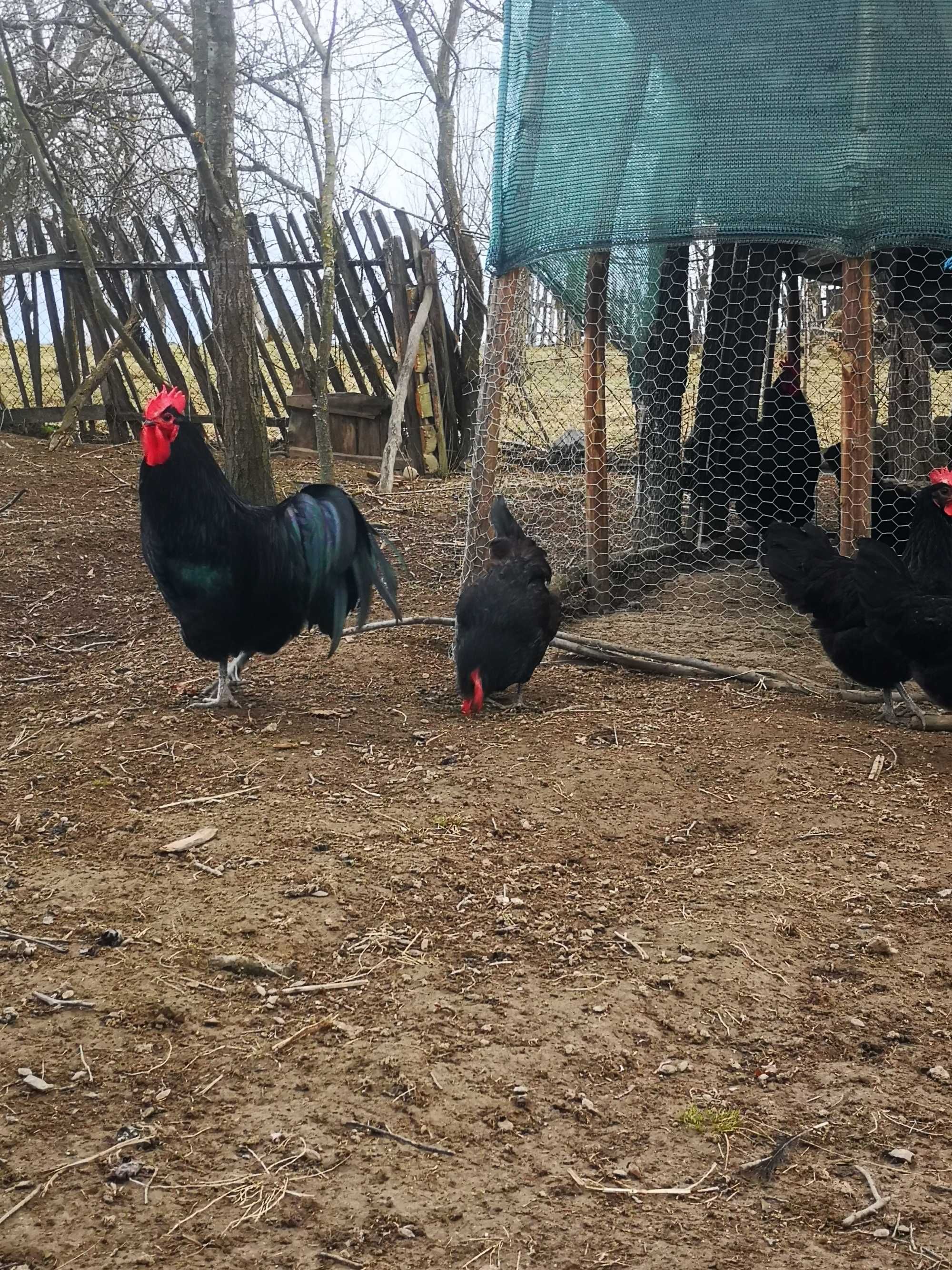 Ouă pentru incubat găini australorp