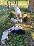 Donez catelusi (mama e Jack Russel) de talie mica