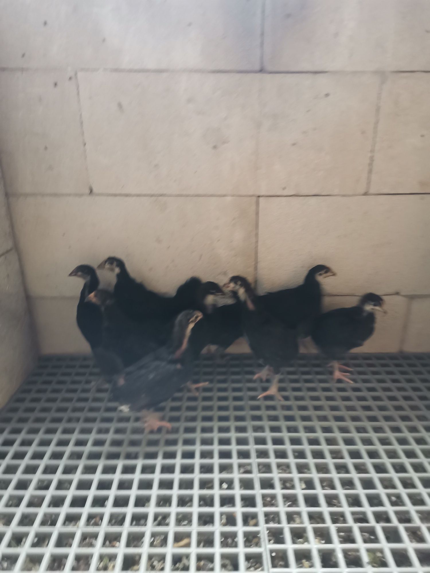 Pui australorp 6-7 săptămâni