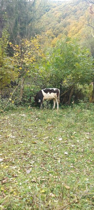 Vand vaca gestanta, si viteaua ei