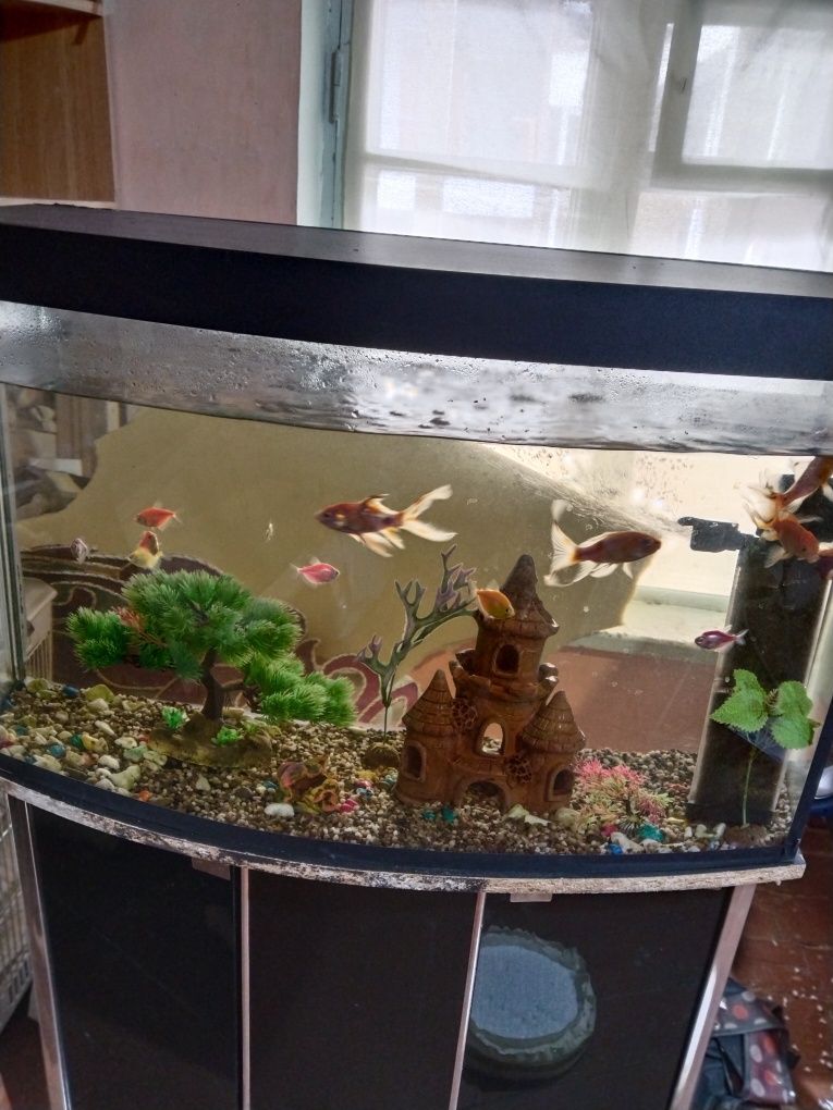 Akvarium sotiladi baliqlari bn iwlab turgan