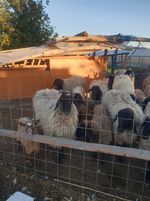 Oi de vanzare de rasa