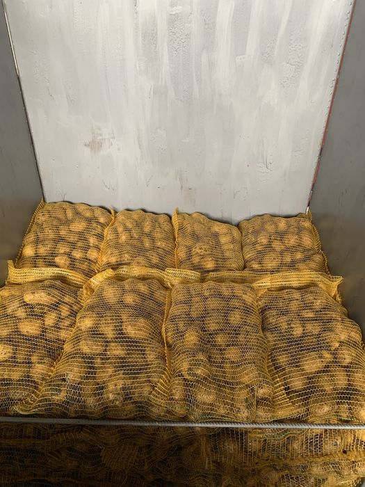 Картофи сорт сорая