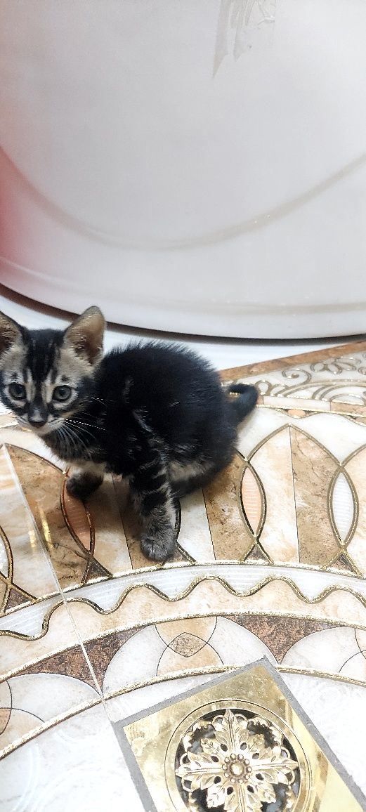 Отдаются 2 котенка