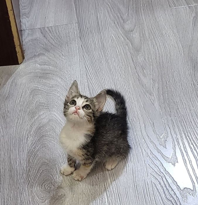 Отдам даром в добрые руки