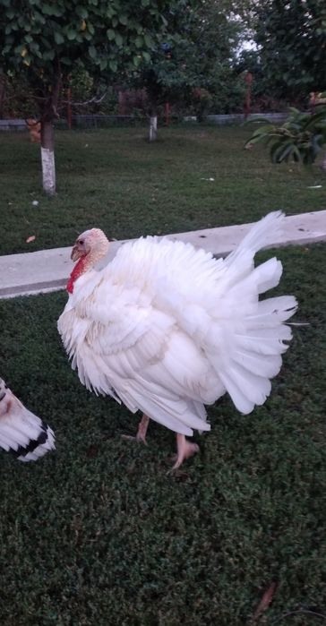 Curcani de vanzare