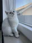 Fetita British Shorthair