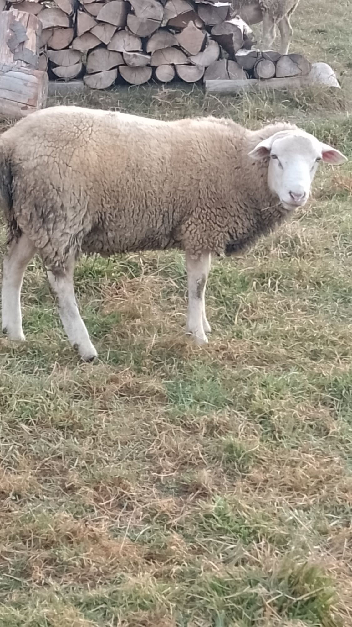 texel .oi .de carne.