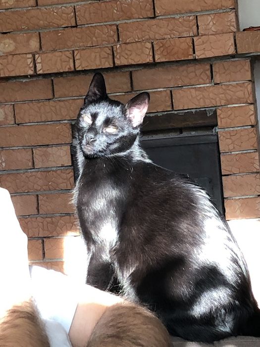 Pisică pentru adopție, mascul