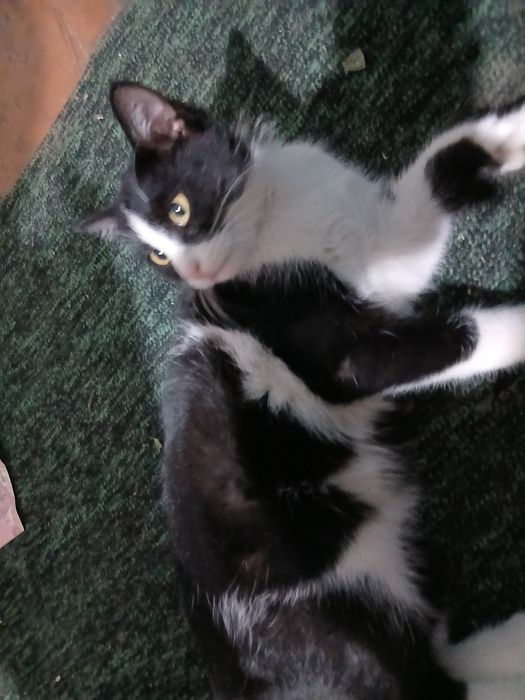 Aqilli mishuk sotiladi