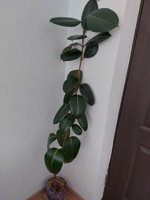 Продается фикус комнатный, длина ствола 1 метр 60 сантиметров