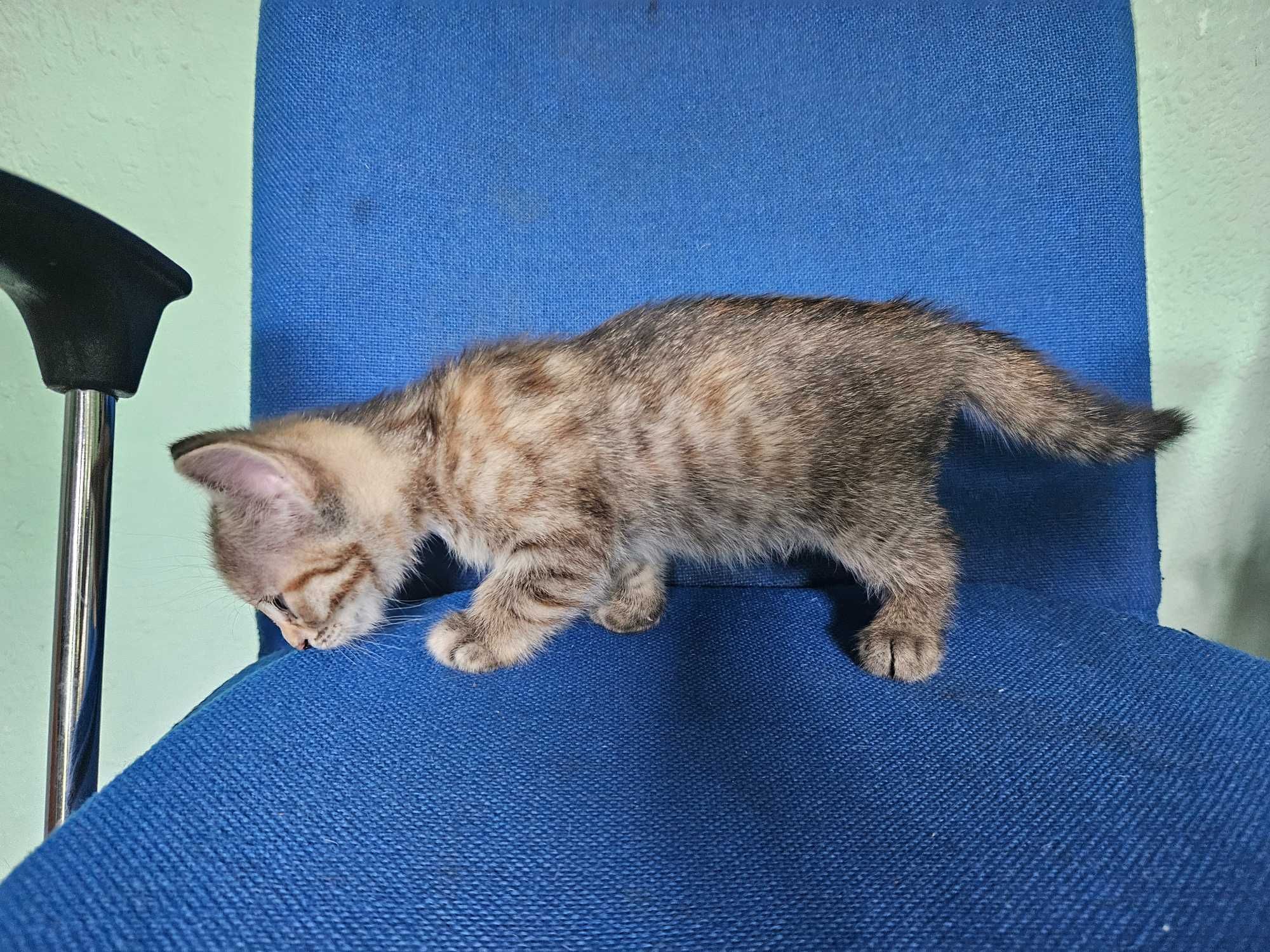Котята мышеловы, мама смесь бенгала и обычной.