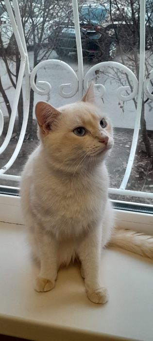 Котенок мальчик светлый