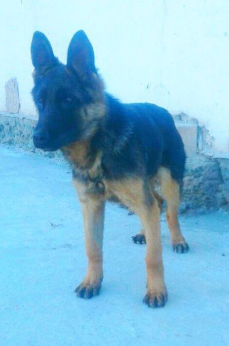 4 ойлик урғочи немецкий овчарка сотилади.