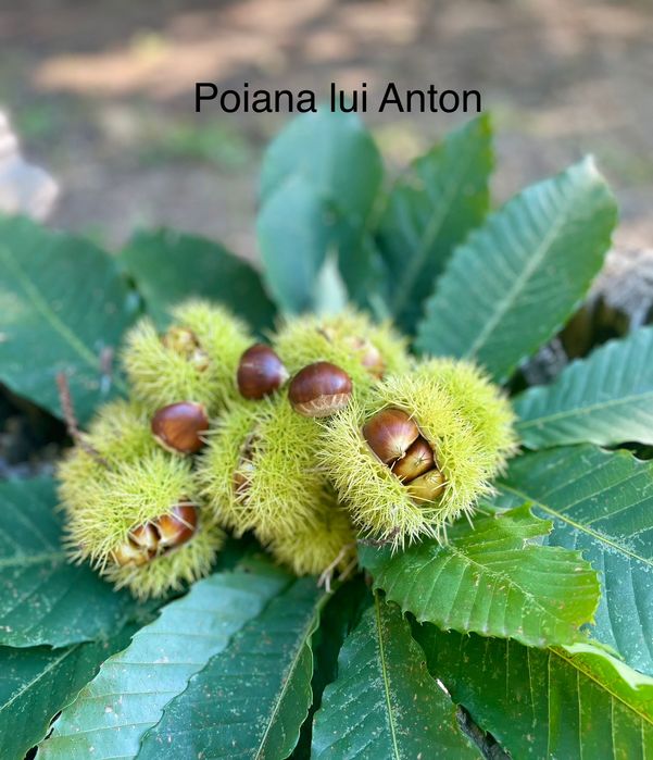 Castane comestibile