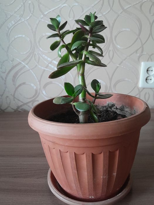 Комнатные домашние цветы