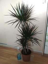 Орхидея драцена пальма фикус в офис или на подарок комнатн