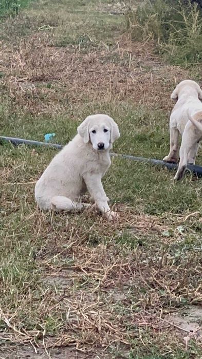 Ciobănesc de Asia Centrală