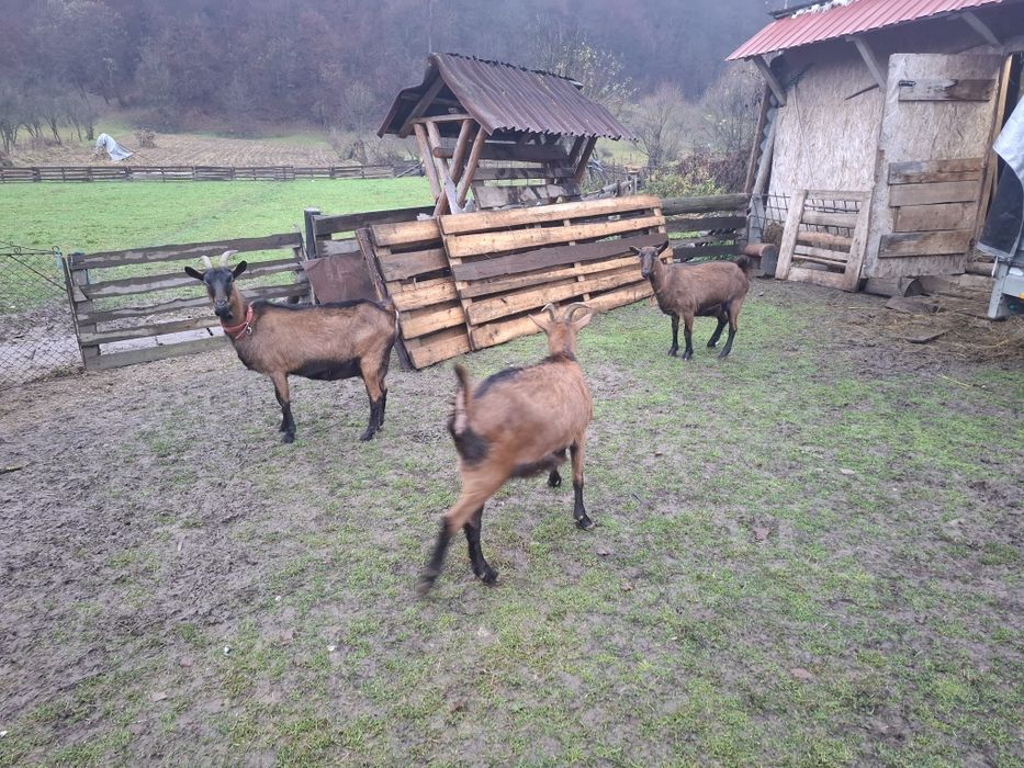 Capre alpine franceze gestante