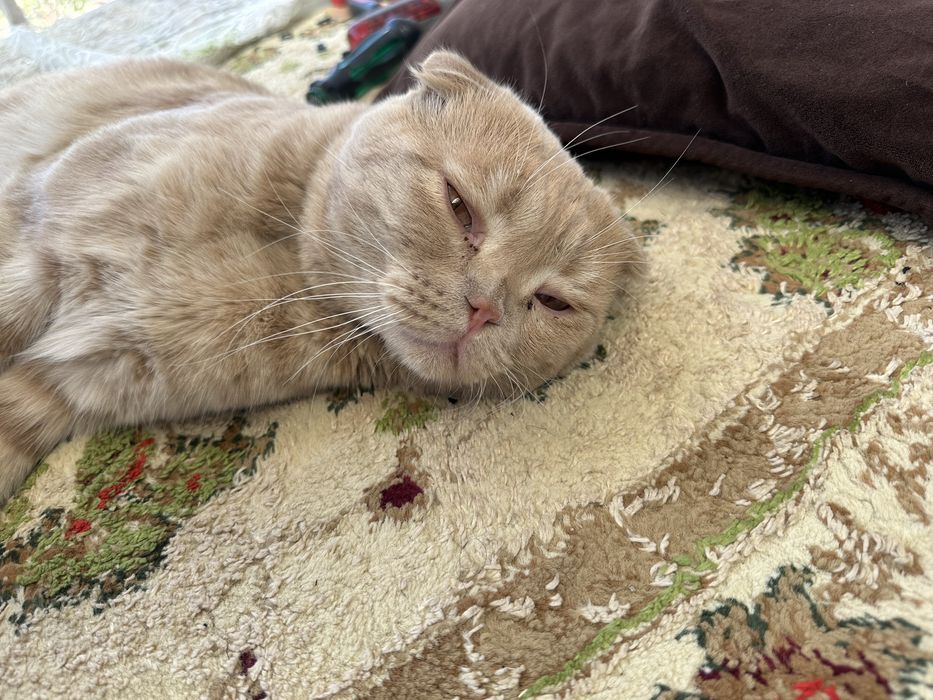 Скоттиш фолд цена договорная