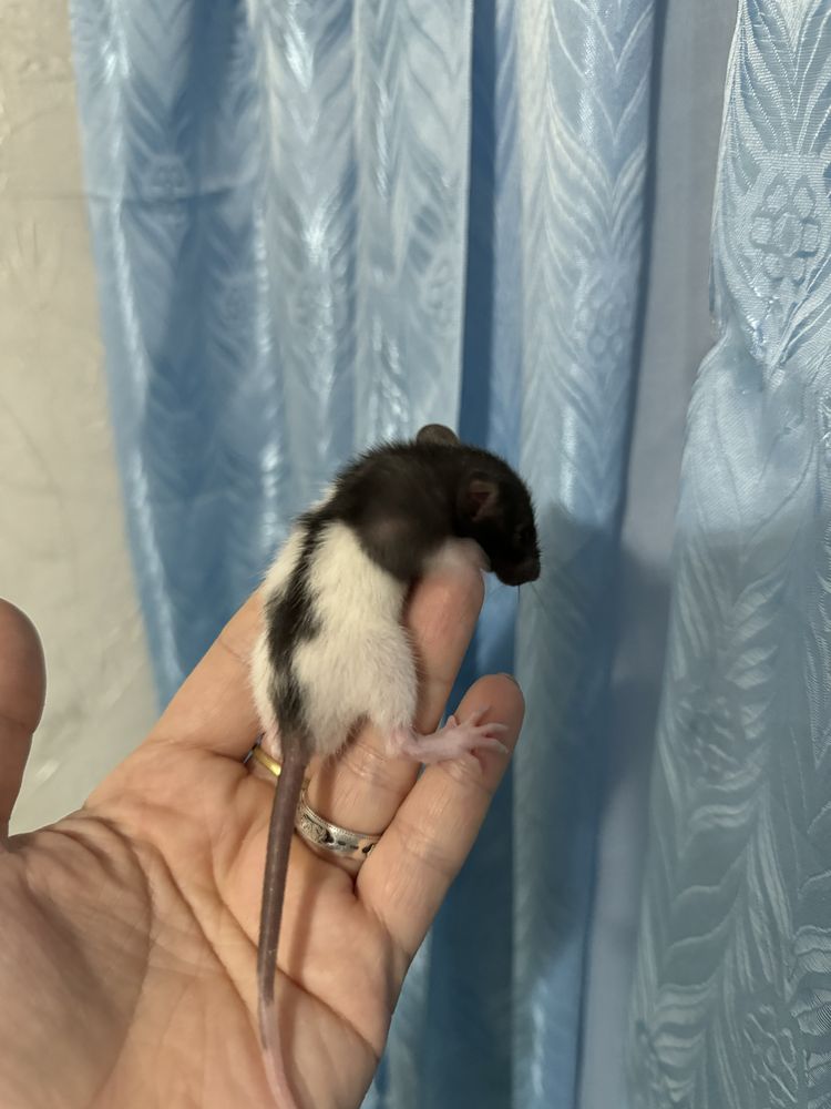 Крысы Дамбо