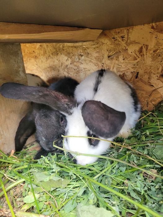 Iepurași cauta alta casă