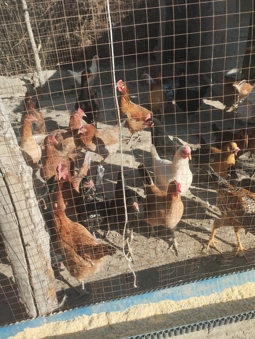 Damashni tovuq sotiladi