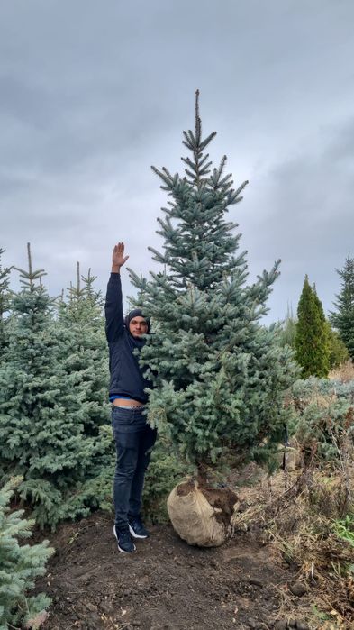 Brazi arginti sau verzi normandiana