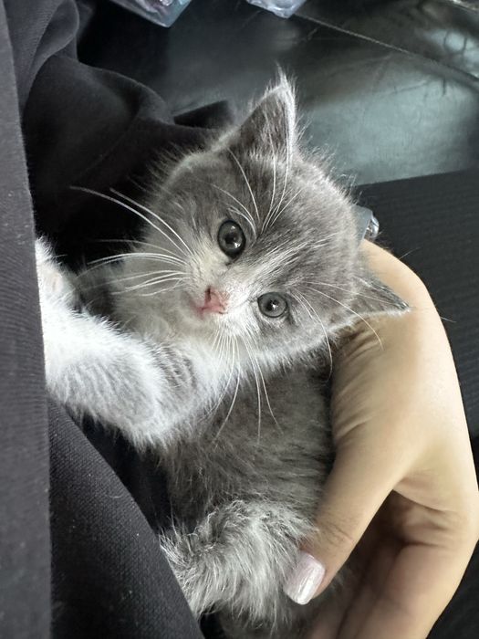 Котенок ищет дом!