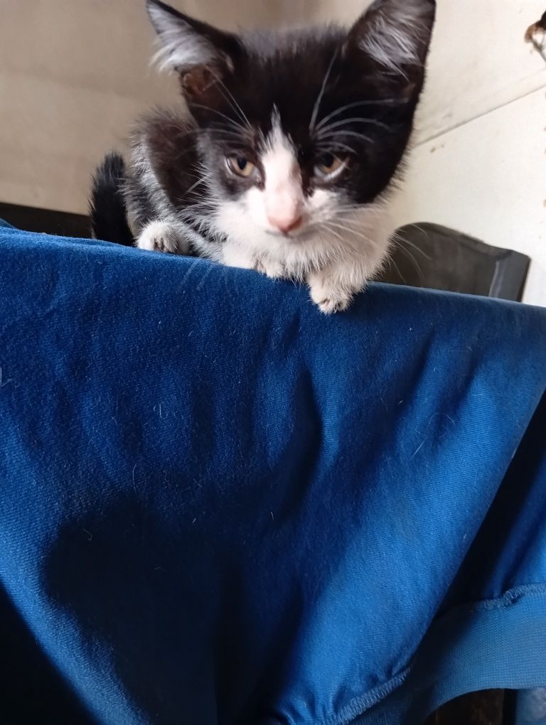 Котята ищут дом и добрых хозяев