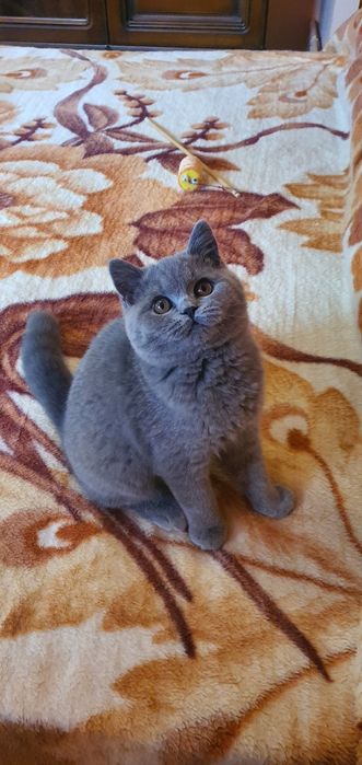 Motanel british cu pedigree/ felisa autorizata