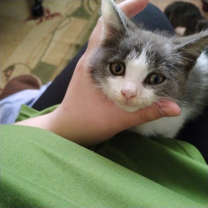 Отдам котенка даром