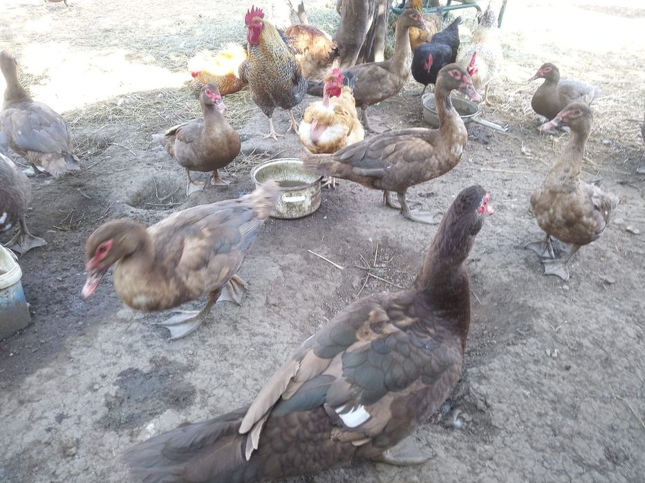 Rațe de vanzare ciocolatii