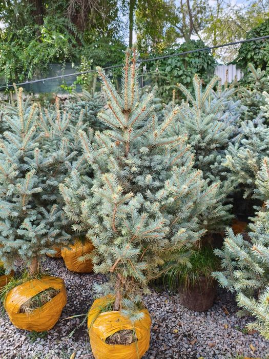 Елки голубые, для озеленения в Алматы