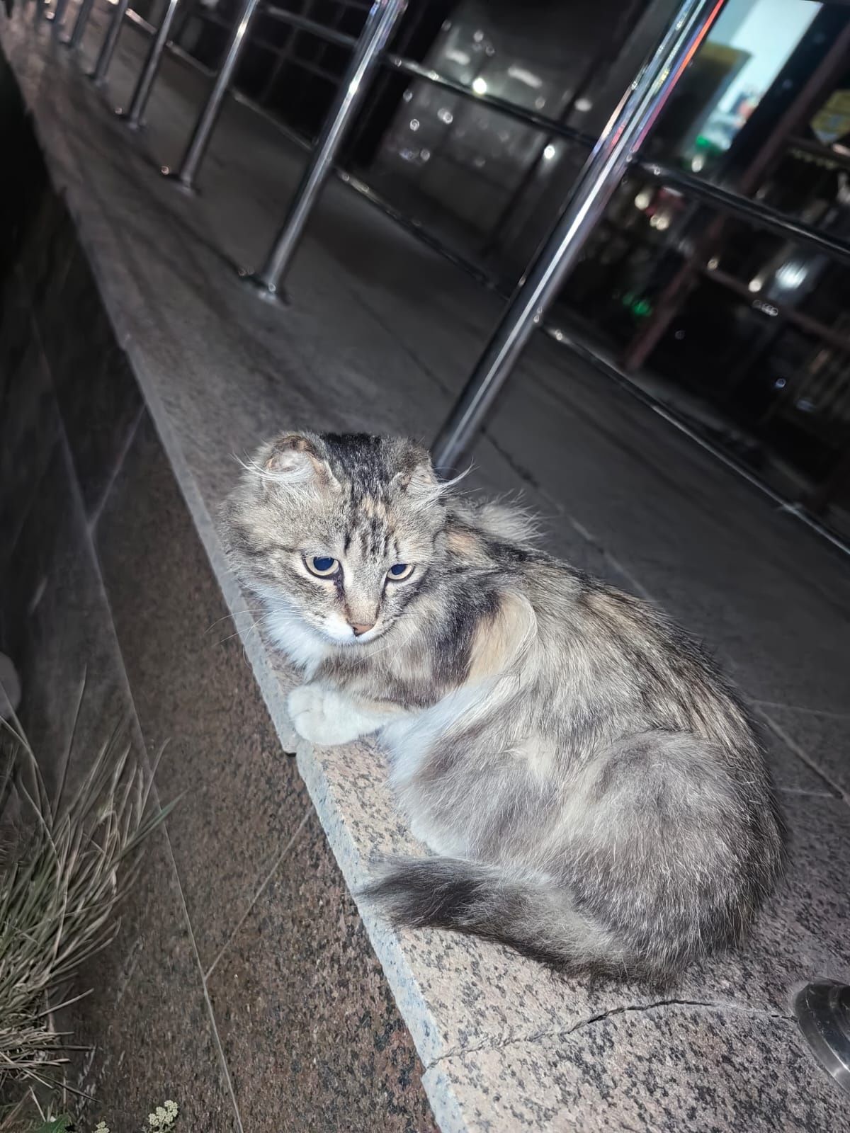 Срочно пристраивается кошка