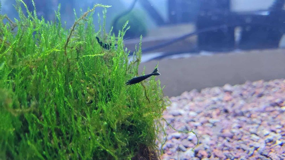 Скариди, ендлери и живи хранителни култури