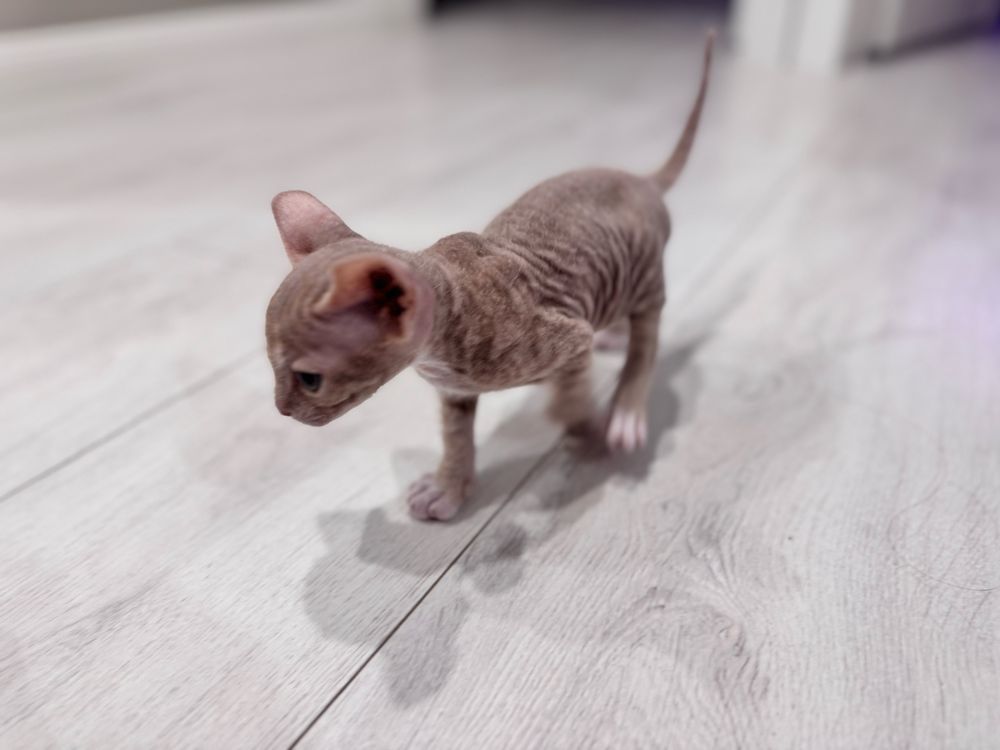 Котенок Девон-Рекс