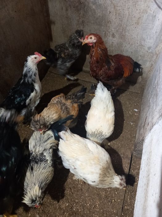 Vând pui moțați și brahma