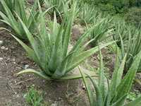 Aloe Vera Barbadensis Miller 5-7Ani Pt Gel Buna Consum Acum in Romania