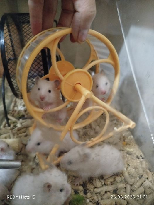 Хомячки ангорские