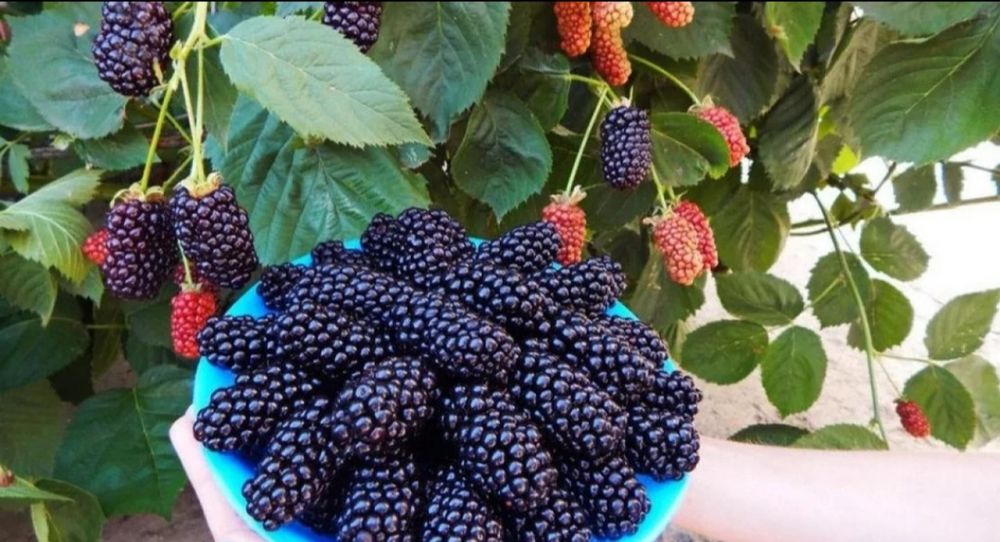 Ежевика Натчез,супер сорт