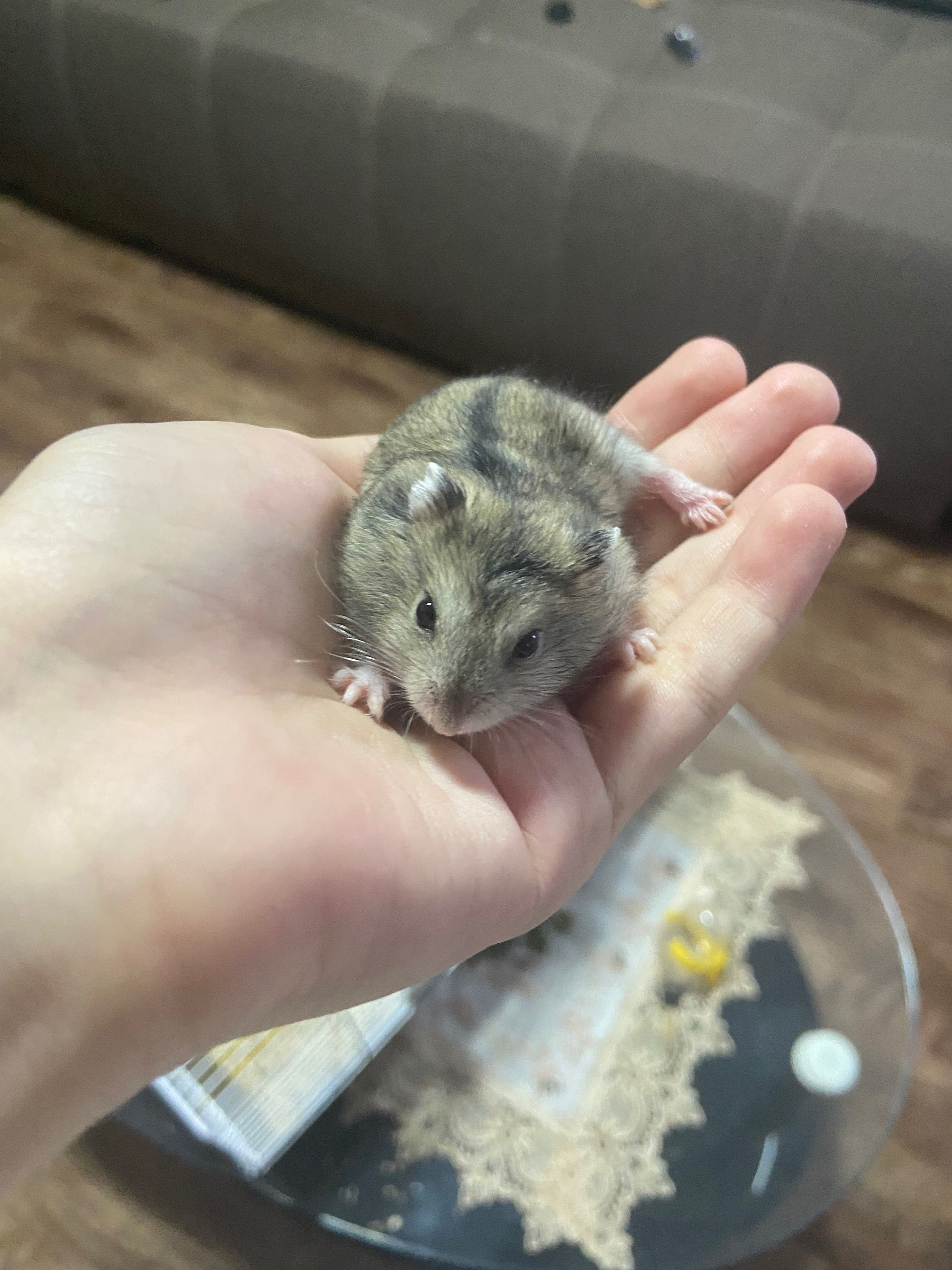 Vand hamsterii cu tot cu cusca!