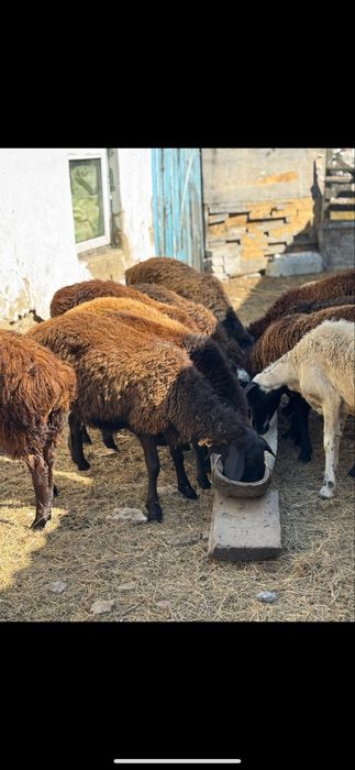 Қойлар , Тоқтылар т.б сатылымда