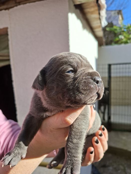 Кане корсо свободни бебета